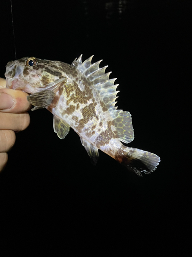 タケノコメバルの釣果