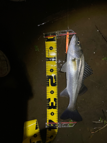 シーバスの釣果