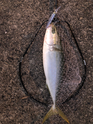 メジロの釣果