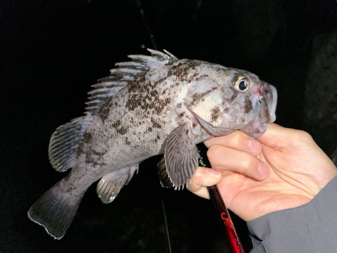 クロソイ