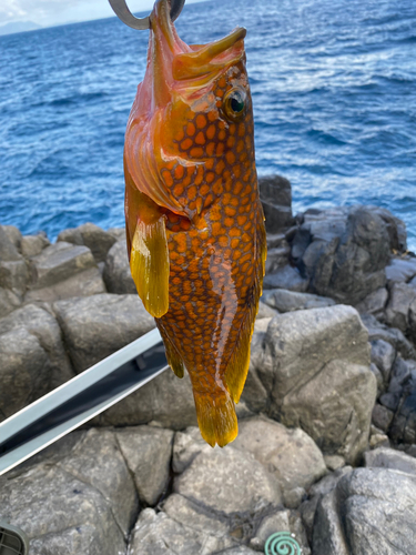 アコウの釣果