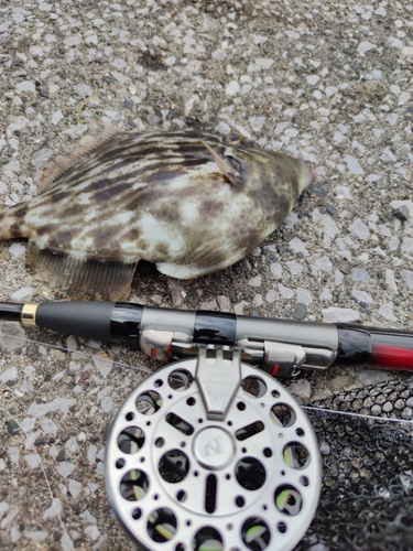 カワハギの釣果