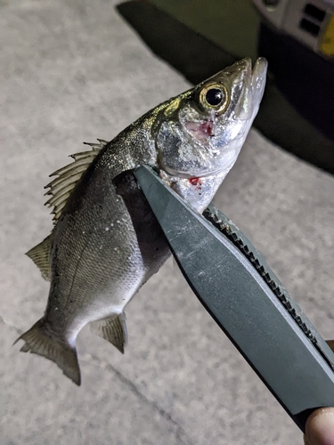 セイゴ（タイリクスズキ）の釣果