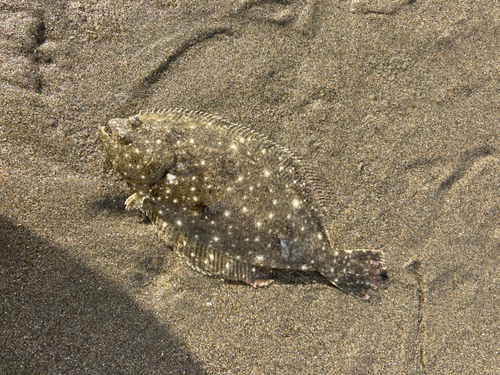 ソゲの釣果