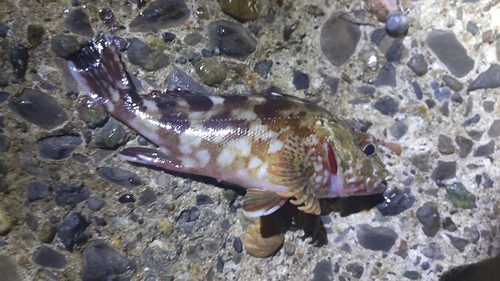 カサゴの釣果