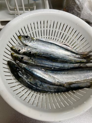 イワシの釣果