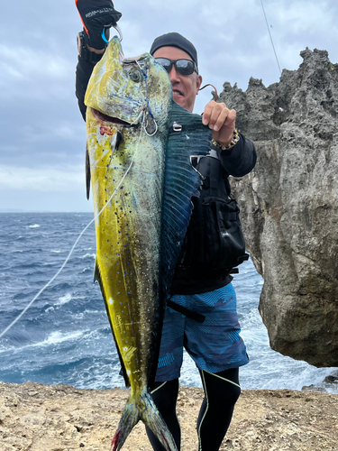 シイラの釣果