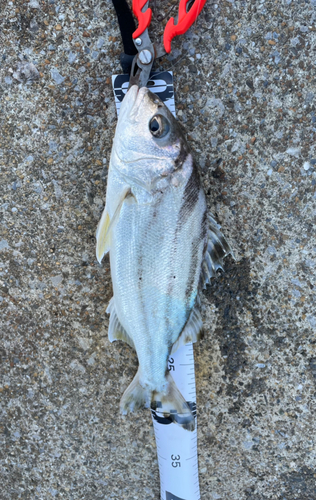 コトヒキの釣果