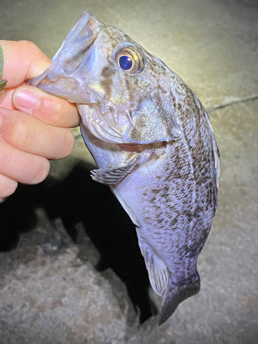 ソイの釣果