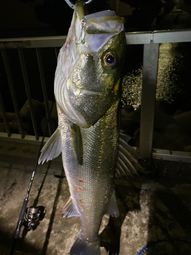 シーバスの釣果