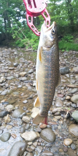 ニジマスの釣果