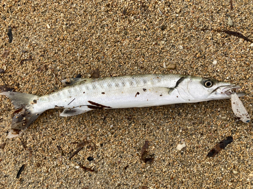 オニカマスの釣果