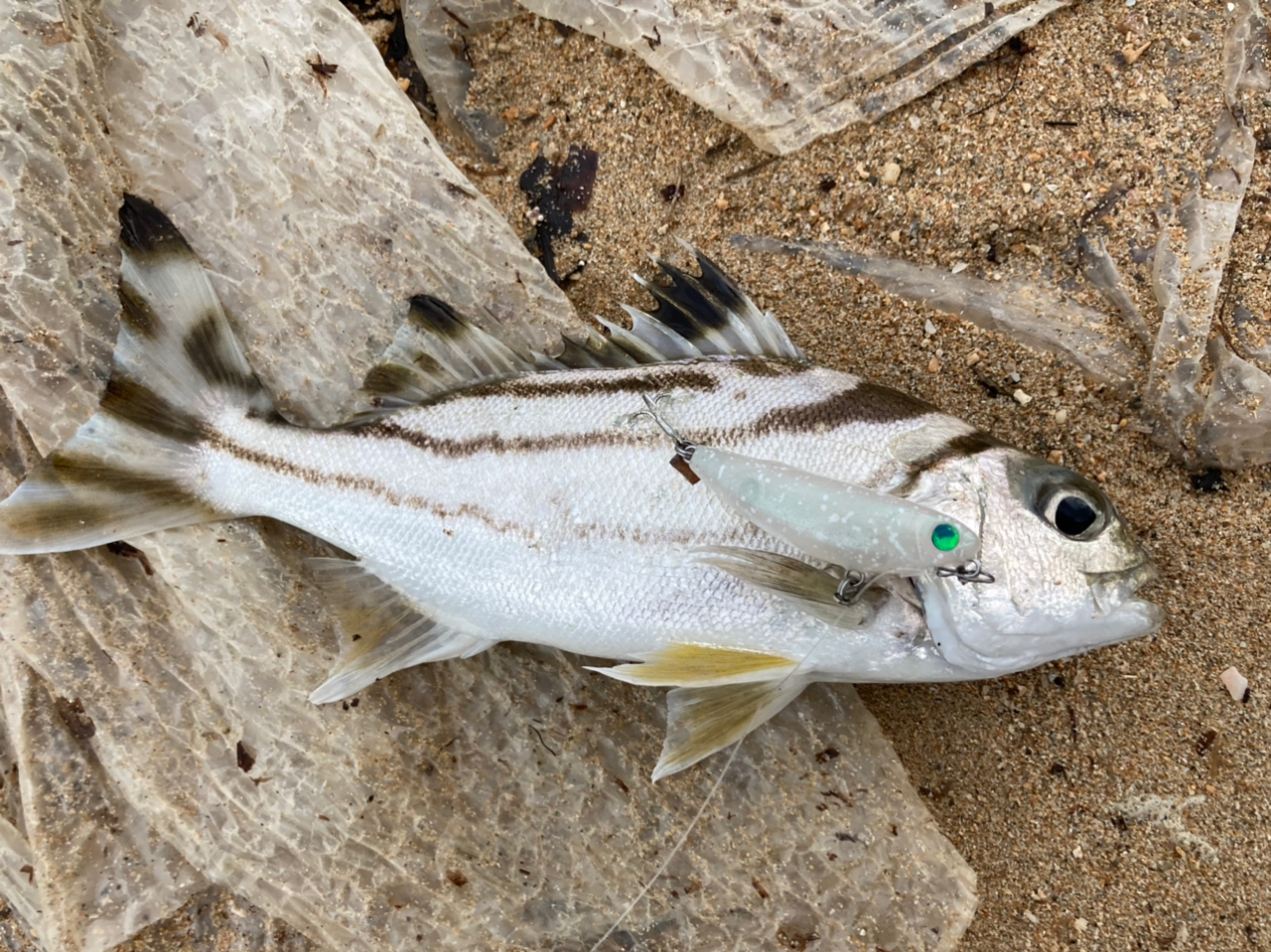 オニカマス