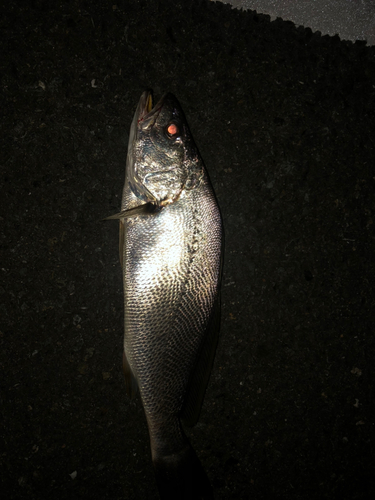 イシモチの釣果