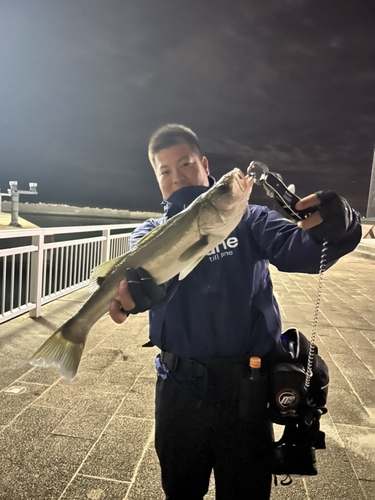 スズキの釣果