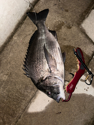 チヌの釣果