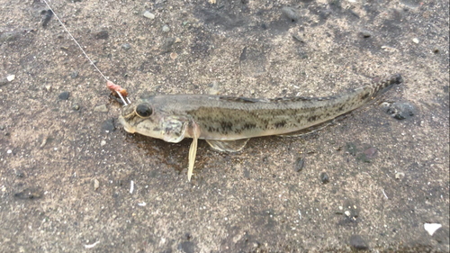 マハゼの釣果