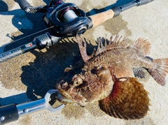 トウベツカジカの釣果