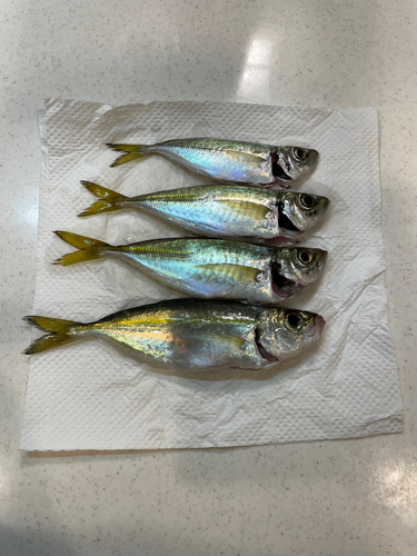 アジの釣果