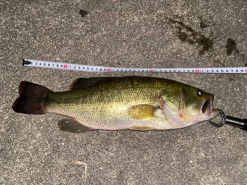 ブラックバスの釣果