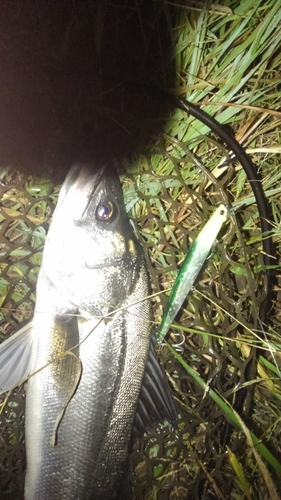 スズキの釣果