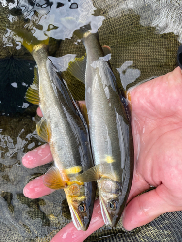 アユの釣果