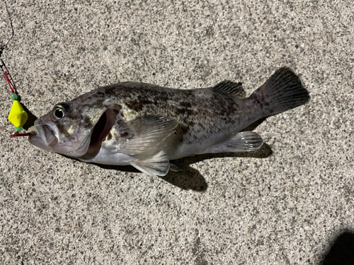 クロソイの釣果