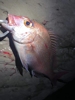 タイの釣果