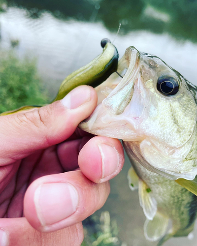 ブラックバスの釣果