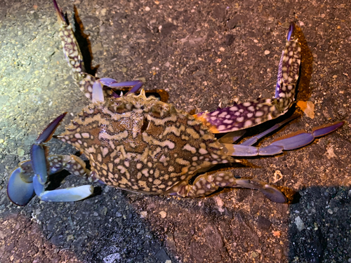 ワタリガニの釣果