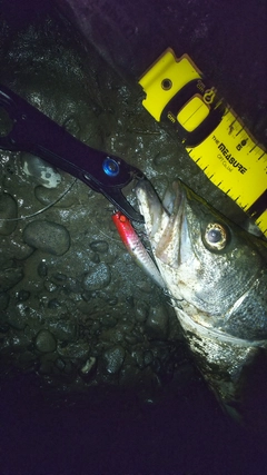 シーバスの釣果