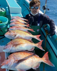 マダイの釣果