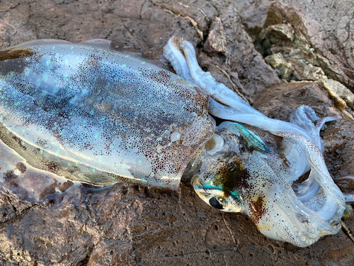 アオリイカの釣果