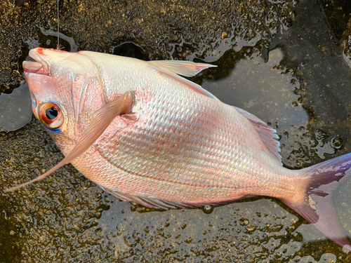 マダイの釣果