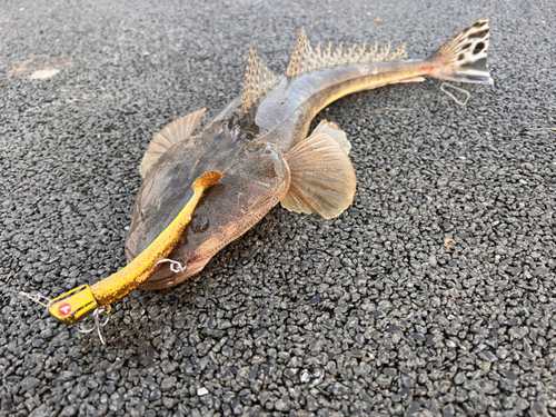 マゴチの釣果