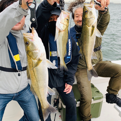 シーバスの釣果