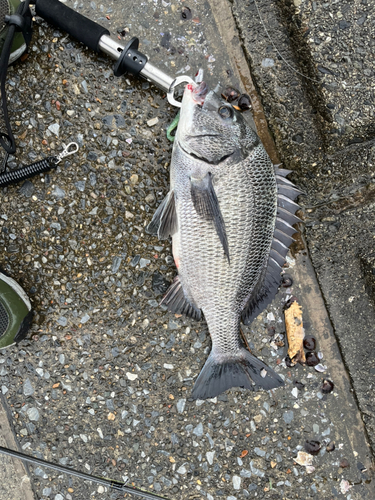 クロダイの釣果