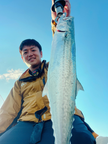 サゴシの釣果