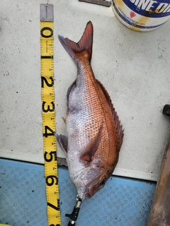 マダイの釣果