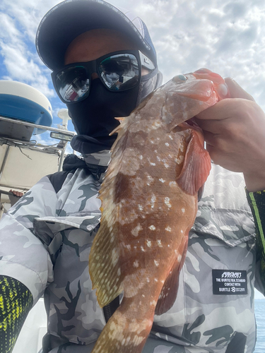 アコウの釣果