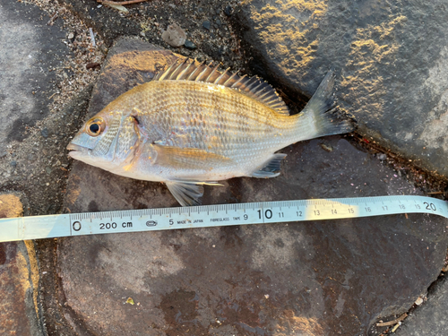 クロダイの釣果