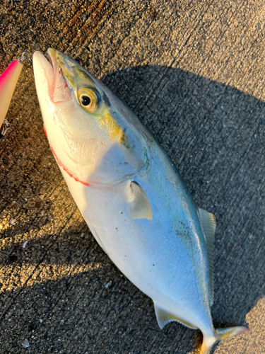 ハマチの釣果