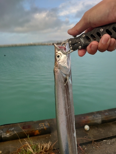 タチウオの釣果