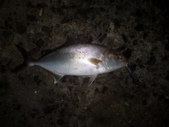 ネリゴの釣果