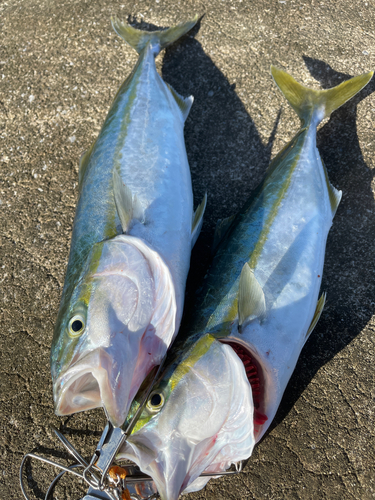 イナダの釣果