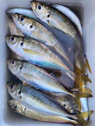 アジの釣果