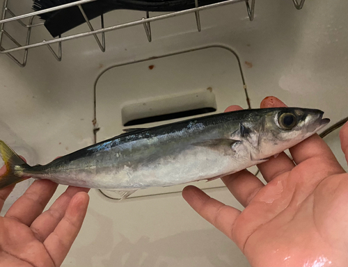 ムロアジの釣果