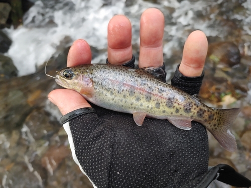 ニジマスの釣果