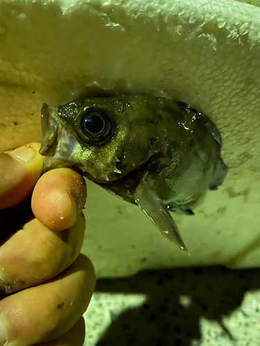 メバルの釣果