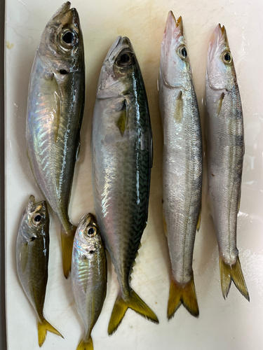 カマスの釣果